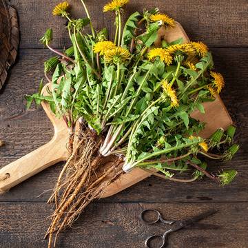 Dandelion Root oil